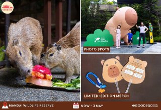Capybara-Themed Celebration at River Wonders